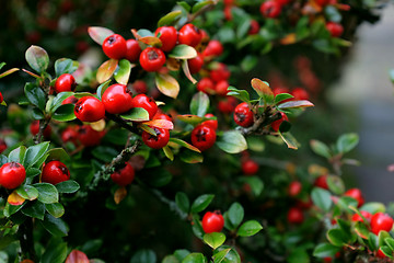 Image showing Red cotoneaster berries with green foliage