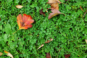 Image showing Red hawthorn leaf on green clover and grass