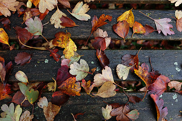 Image showing Red and yellow autumn leaves scattered on bench