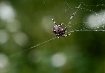 Image showing European garden spider on cobweb with trapped flies