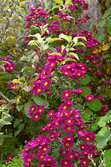 Image showing Tall Michaelmas daisy plant with pink flowers