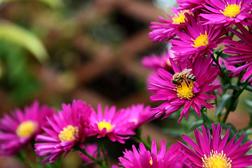 Image showing Honeybee taking pollen and nectar from pink Michaelmas daisies