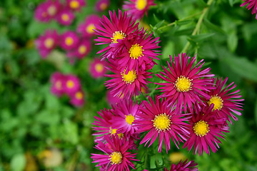 Image showing Autumnal magenta Michaelmas daisies