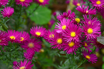 Image showing Cluster of Michaelmas daisies with magenta petals and yellow cen