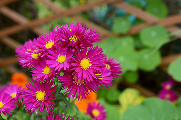 Image showing Michaelmas daisies with deep pink petals