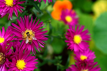 Image showing Honeybee collecting nectar and pollen from Michaelmas daisies