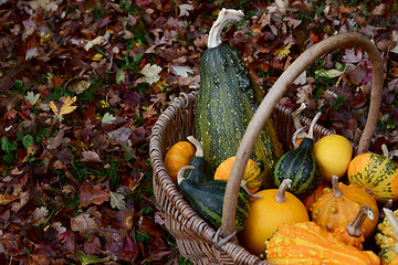 Image showing Basket filled with ornamental gourds among autumn hawthorn leave