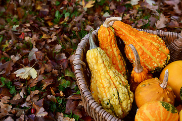 Image showing Warty ornamental gourds in a basket on autumn leaves