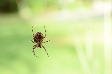 Image showing Orb weaver spider on its cobweb 