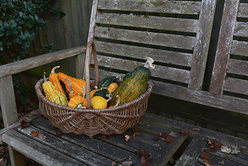 Image showing Woven basket with ornamental gourds on a wooden bench
