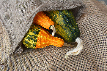 Image showing Three green and orange warty ornamental gourds in hessian sack 