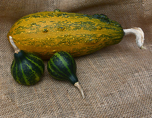 Image showing Two spinning gourds on hessian with large striped squash