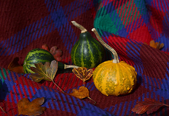 Image showing Small ornamental gourds with autumn leaves on red plaid