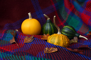 Image showing Assorted yellow and green gourds with leaves on plaid fabric