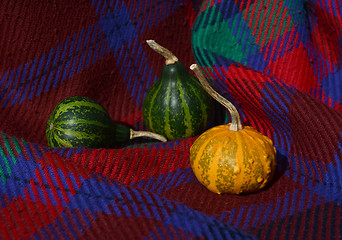 Image showing Green gourds with orange warty ornamental gourd on red plaid