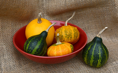 Image showing Small ornamental gourds in a red bowl 