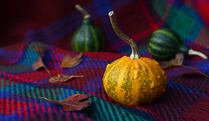Image showing Warty yellow ornamental gourd with leaves and green gourds