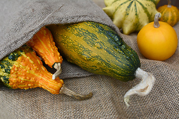 Image showing Assortment of orange and green ornamental gourds on rough hessia