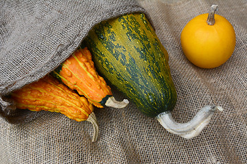 Image showing Three gourds in a burlap sack with yellow ornamental squash