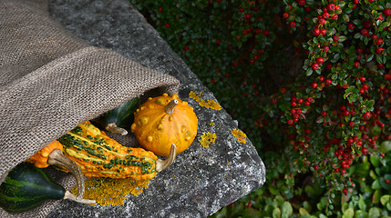 Image showing Hessian sack of unusual warty orange and green gourds