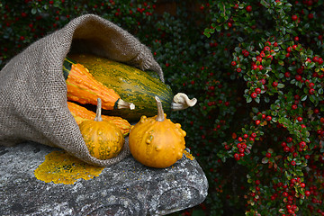 Image showing Hessian sack overflowing with orange and green warty gourds 