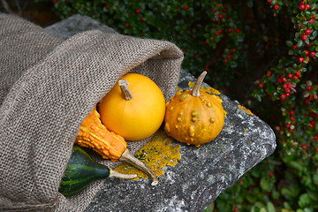 Image showing Warty ornamental gourd with jute sack of colourful squashes