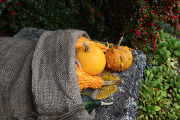 Image showing Smooth and warty ornamental gourds spilling from burlap sack