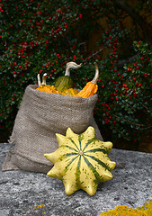 Image showing Crown of Thorns gourd with sack of ornamental squashes 