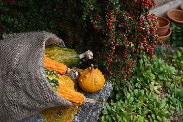 Image showing Rough hessian sack of warty gourds on stone bench 