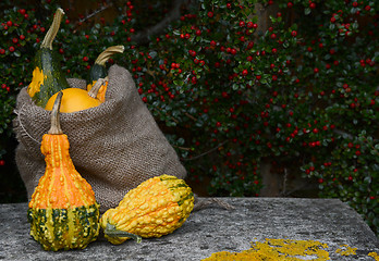 Image showing Burlap sack of ornamental gourds and warty squashes 