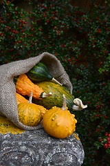 Image showing Burlap sack spilling green and orange warty ornamental gourds
