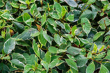 Image showing Background of green leaves.