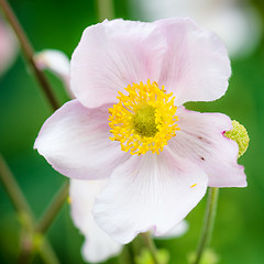 Image showing Pale pink flower Japanese anemone, close-up. Note: Shallow depth