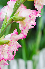 Image showing Light pink gladiolus flower, close-up