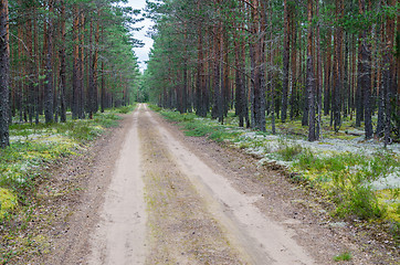 Image showing A desert road passing through a pine forest