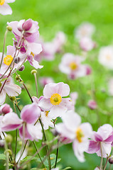 Image showing Pale pink flower Japanese anemone, close-up. Note: Shallow depth