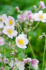Image showing Pale pink flower Japanese anemone, close-up. Note: Shallow depth