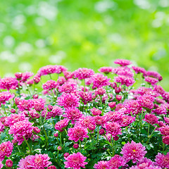 Image showing Beautiful blooming pink chrysanthemum bush in the garden