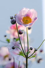 Image showing Pale pink flower Japanese anemone, close-up. Note: Shallow depth