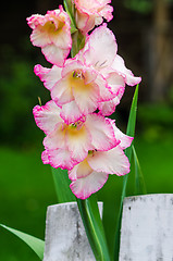 Image showing Light pink gladiolus flower, close-up