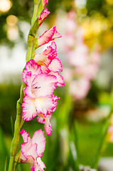 Image showing Light pink gladiolus flower, close-up