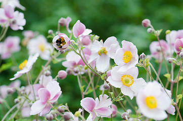 Image showing Pale pink flower Japanese anemone, close-up. Note: Shallow depth