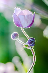 Image showing Pale pink flower Japanese anemone, close-up. Note: Shallow depth