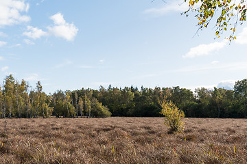 Image showing Wetland in fall colors