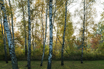 Image showing Birch tree trunks by fall season