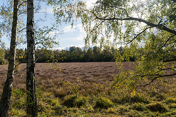 Image showing Fall season colors