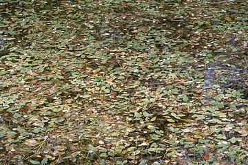 Image showing Pond surface with leaves