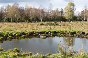 Image showing Waterhole in front of a herd of cattle