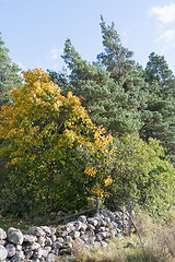 Image showing Fall colors in a green forest