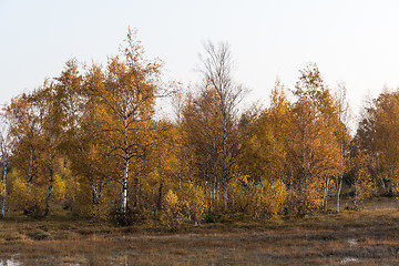 Image showing Sparkling golden birch trees